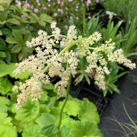 Astilboides tabularis 